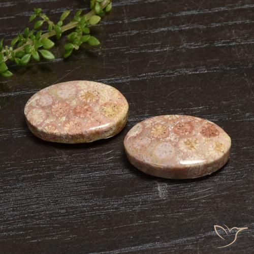 Shop natural 20.28ct Multicolore Corail fossile gems, ovale, from Indonésie at GemSelect. In stock, global shipping!