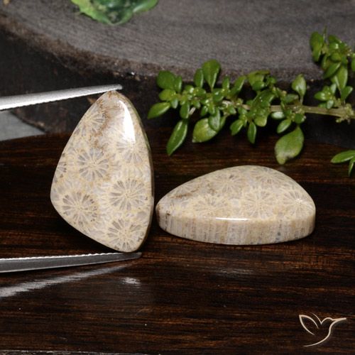 23.68ctw Naturel Multicolore corail fossile, Fantaisie, Opaque