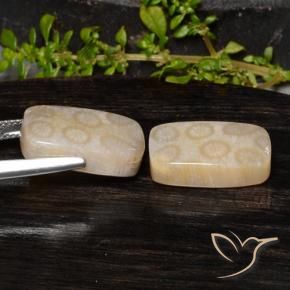 Shop natural 20.85ct Multicolore corail fossile gems, Coussin, from Indonésie at GemSelect. In stock, global shipping!