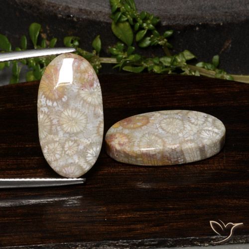 23.54ctw Naturel Multicolore corail fossile, ovale, Opaque