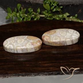 Shop natural 23.54ct Multicolore corail fossile gems, ovale, from Indonésie at GemSelect. In stock, global shipping!