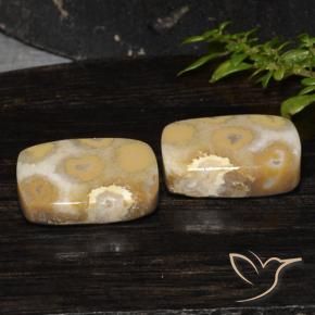 Shop natural 19.14ct Multicolore corail fossile gems, Coussin, from Indonésie at GemSelect. In stock, global shipping!
