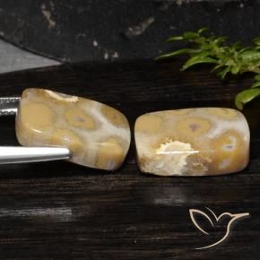 Shop natural 19.14ct Multicolore corail fossile gems, Coussin, from Indonésie at GemSelect. In stock, global shipping!