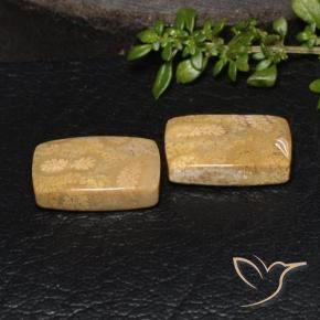 Shop natural 18.85ct Multicolore corail fossile gems, Coussin, from Indonésie at GemSelect. In stock, global shipping!