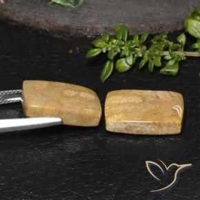 Shop natural 18.85ct Multicolore corail fossile gems, Coussin, from Indonésie at GemSelect. In stock, global shipping!