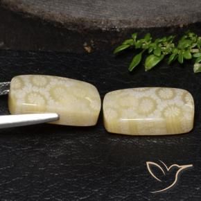 Shop natural 24.67ct Multicolore corail fossile gems, Coussin, from Indonésie at GemSelect. In stock, global shipping!