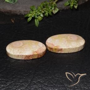 Shop natural 27.64ct Multicolore corail fossile gems, ovale, from Indonésie at GemSelect. In stock, global shipping!