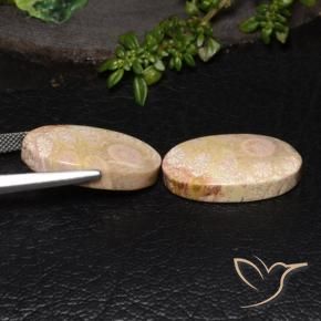 Shop natural 27.64ct Multicolore corail fossile gems, ovale, from Indonésie at GemSelect. In stock, global shipping!