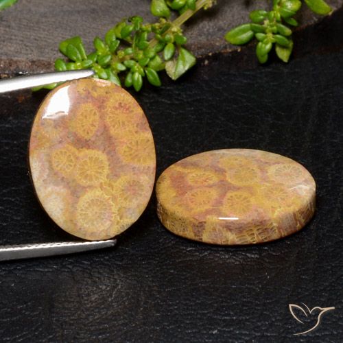 Shop natural 28.88ct Multicolore Corail fossile gems, ovale, from Indonésie at GemSelect. In stock, global shipping!