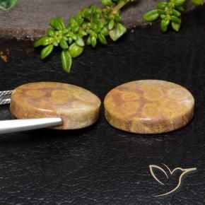 Shop natural 28.88ct Multicolore Corail fossile gems, ovale, from Indonésie at GemSelect. In stock, global shipping!