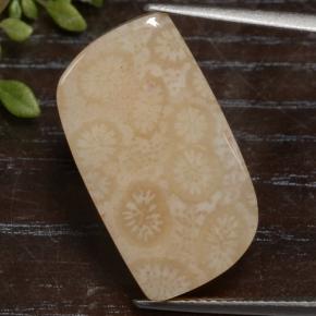 Corail fossile multicolore naturelle forme fantaisie, 15,90 ct, opaque