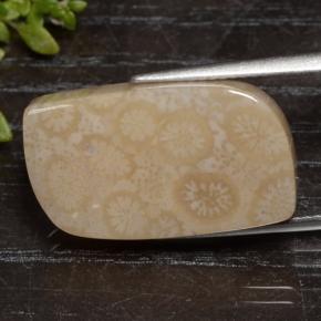 Corail fossile multicolore naturelle forme fantaisie, 15,90 ct, opaque