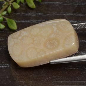 Corail fossile multicolore naturelle forme fantaisie, 15,90 ct, opaque