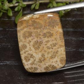 Corail fossile Multicolore naturelle Coupe coussin, 13.48 ct, Opaque