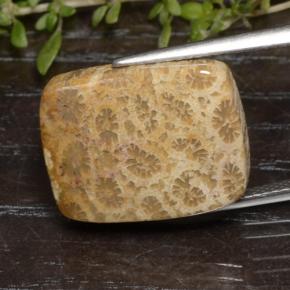 Corail fossile Multicolore naturelle Coupe coussin, 13.48 ct, Opaque
