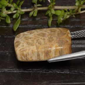 Corail fossile Multicolore naturelle Coupe coussin, 13.48 ct, Opaque