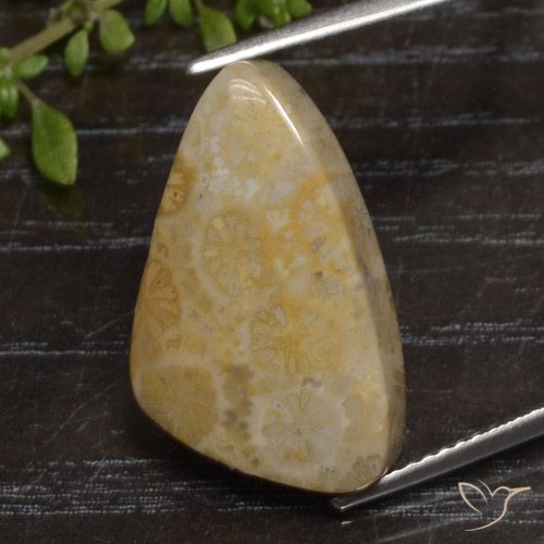 12.04ct Naturel Multicolore corail fossile, Fantaisie, Opaque