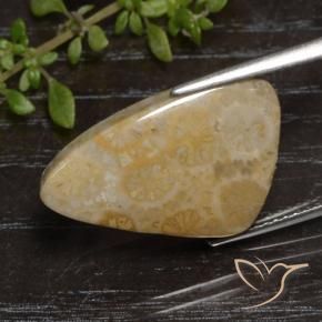 corail fossile Multicolore naturelle Fantaisie, 12.04 ct, Opaque