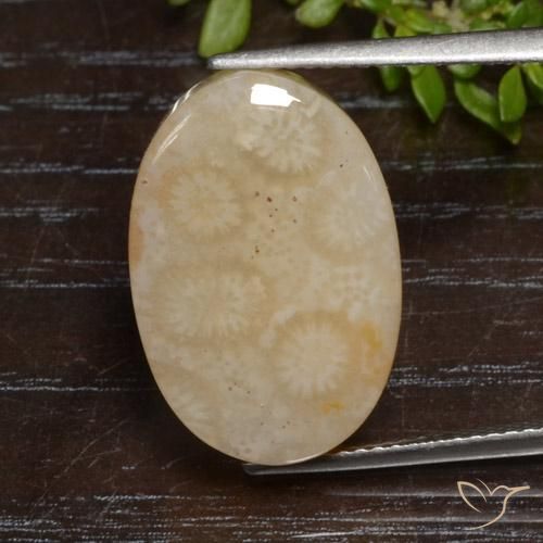 12.95ct Naturel Multicolore Corail fossile, ovale, Opaque