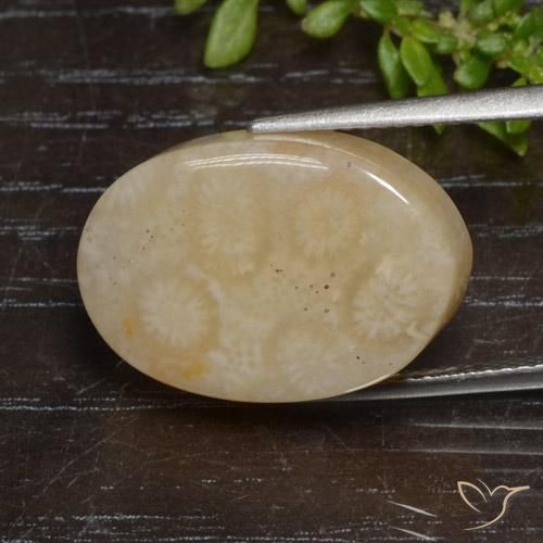 corail fossile Multicolore naturelle ovale, 12.95 ct, Opaque