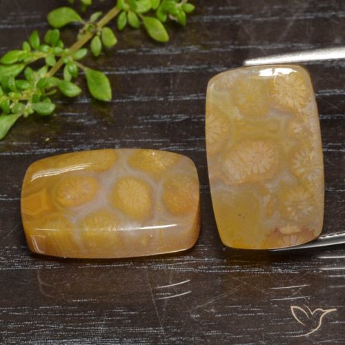 Shop natural 29.95ct Multicolore Corail fossile gems, Coussin, from Indonésie at GemSelect. In stock, global shipping!