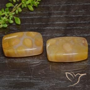 Shop natural 29.95ct Multicolore Corail fossile gems, Coussin, from Indonésie at GemSelect. In stock, global shipping!