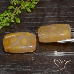 Shop natural 29.95ct Multicolore Corail fossile gems, Coussin, from Indonésie at GemSelect. In stock, global shipping!