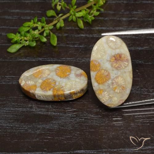 24.15ctw Naturel Multicolore corail fossile, ovale, Opaque