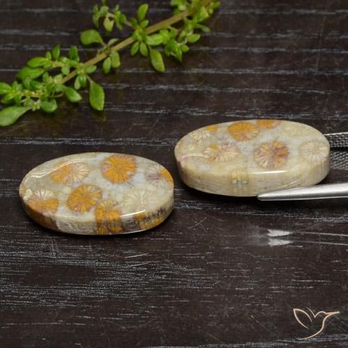 Shop natural 24.15ct Multicolore corail fossile gems, ovale, from Indonésie at GemSelect. In stock, global shipping!