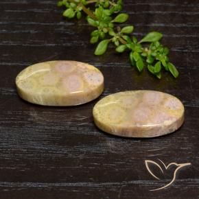 Shop natural 23.84ct Multicolore corail fossile gems, ovale, from Indonésie at GemSelect. In stock, global shipping!