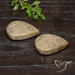 Shop natural 20.16ct Multicolore corail fossile gems, En forme de poire, from Indonésie at GemSelect. In stock, global shipping!