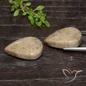 Shop natural 20.16ct Multicolore corail fossile gems, En forme de poire, from Indonésie at GemSelect. In stock, global shipping!