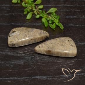 Shop natural 18.46ct Multicolore Corail fossile gems, Fantaisie, from Indonésie at GemSelect. In stock, global shipping!