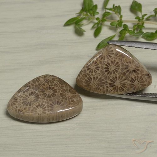 24.60ctw Naturel Multicolore Corail fossile, Trillion, Opaque