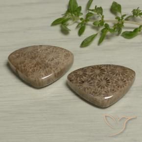Shop natural 24.60ct Multicolore corail fossile gems, Trillion, from Indonésie at GemSelect. In stock, global shipping!