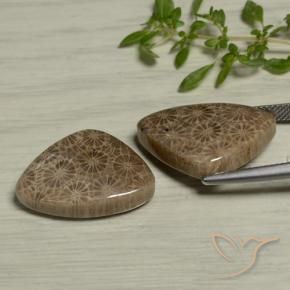 Shop natural 24.60ct Multicolore corail fossile gems, Trillion, from Indonésie at GemSelect. In stock, global shipping!
