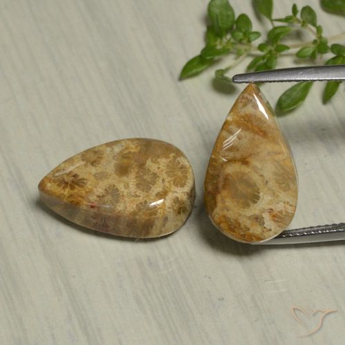 19.54ctw Naturel Multicolore corail fossile, En forme de poire, Opaque