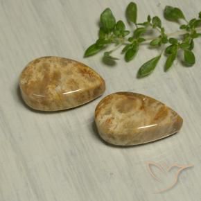 Shop natural 19.54ct Multicolore corail fossile gems, En forme de poire, from Indonésie at GemSelect. In stock, global shipping!