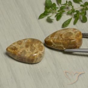 Shop natural 19.54ct Multicolore corail fossile gems, En forme de poire, from Indonésie at GemSelect. In stock, global shipping!