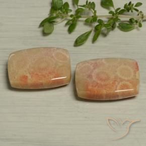 Shop natural 24.61ct Multicolore corail fossile gems, Coussin, from Indonésie at GemSelect. In stock, global shipping!