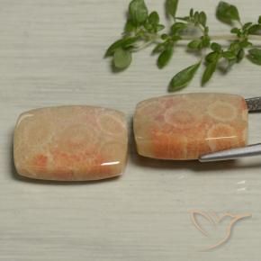 Shop natural 24.61ct Multicolore corail fossile gems, Coussin, from Indonésie at GemSelect. In stock, global shipping!