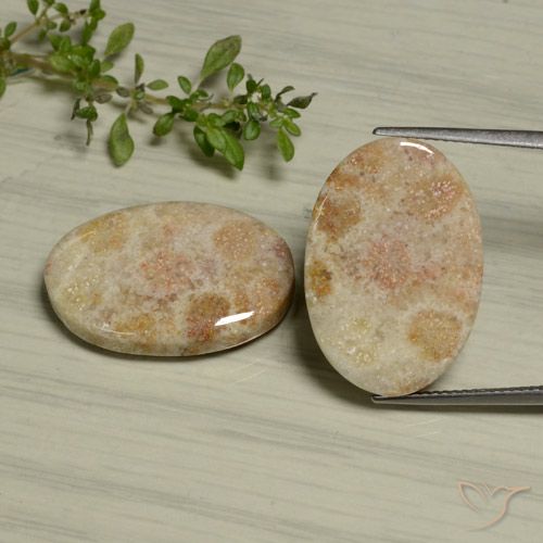 Shop natural 29.97ct Multicolore Corail fossile gems, ovale, from Indonésie at GemSelect. In stock, global shipping!