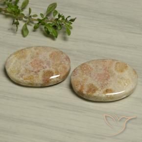 Shop natural 29.97ct Multicolore Corail fossile gems, ovale, from Indonésie at GemSelect. In stock, global shipping!