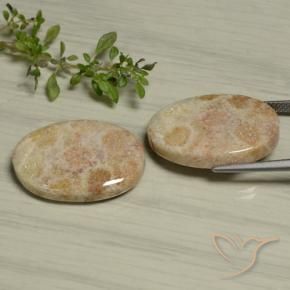 Shop natural 29.97ct Multicolore Corail fossile gems, ovale, from Indonésie at GemSelect. In stock, global shipping!