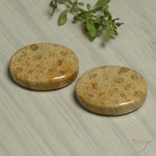 Shop natural 24.44ct Multicolore corail fossile gems, ovale, from Indonésie at GemSelect. In stock, global shipping!