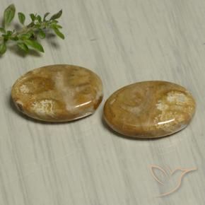 Shop natural 22.07ct Multicolore corail fossile gems, ovale, from Indonésie at GemSelect. In stock, global shipping!