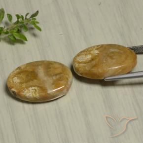 Shop natural 22.07ct Multicolore corail fossile gems, ovale, from Indonésie at GemSelect. In stock, global shipping!