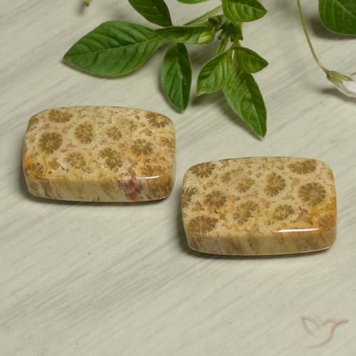 Shop natural 24.13ct Multicolore corail fossile gems, Coussin, from Indonésie at GemSelect. In stock, global shipping!