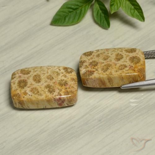 Shop natural 24.13ct Multicolore corail fossile gems, Coussin, from Indonésie at GemSelect. In stock, global shipping!