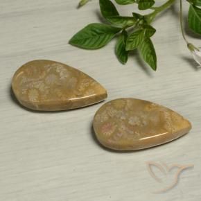 Shop natural 27.09ct Multicolore corail fossile gems, En forme de poire, from Indonésie at GemSelect. In stock, global shipping!